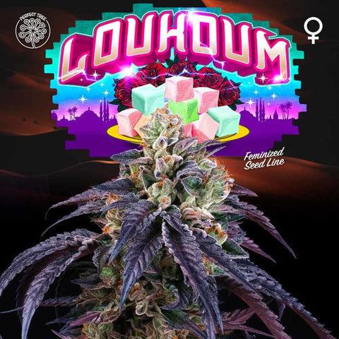 Loukoum Feminized