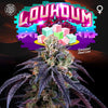 Loukoum Feminized