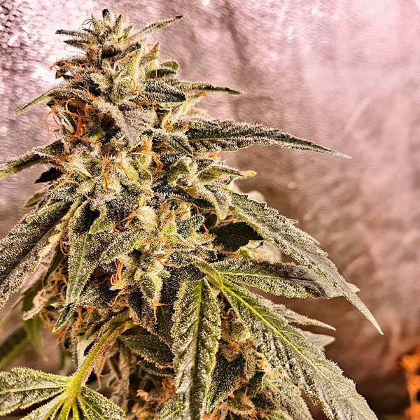 Marshmallow Pancakes Feminized Cannabis Seeds Holy Smoke Seeds