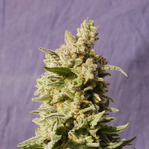 MATARO BLUE Feminized