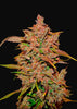 Crystal M.E.T.H Autoflowering Feminized