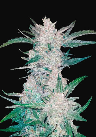 Mexican Airlines Autoflowering Feminized