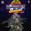 Midnight Sunset Feminized