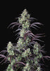 Mimosa Cake Autoflowering Feminized