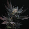 Mimozz Feminized