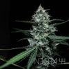 Negra 44 Feminized