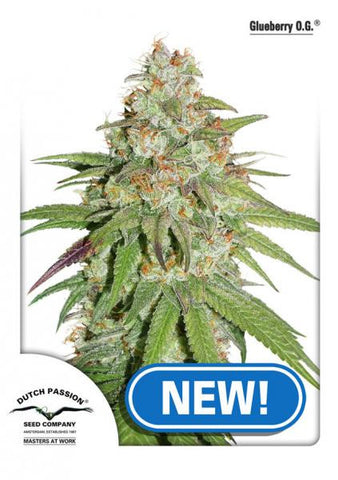 Glueberry O.G. Feminized