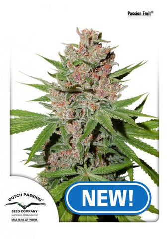 Passion Fruit Feminized