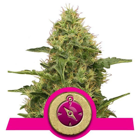 Northern Light Feminized