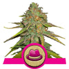 O.G. Kush Feminized