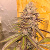 Orange Runtz Cake Feminized