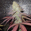 Orange Runtz Cake Feminized