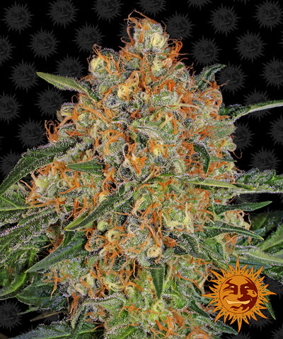 Orange Sherbert Feminized