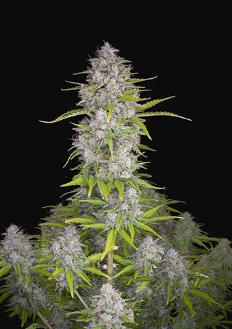 Orange Sherbet Autoflowering Feminized