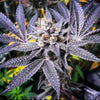 Orange Cannoli Regular