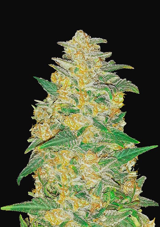 AK Autoflowering Feminized