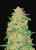 AK Autoflowering Feminized