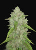 Amnesia Haze Autoflowering Feminized