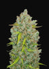 Bubblegum Autoflowering Feminized