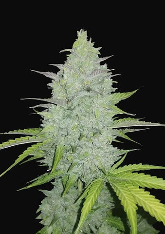 Cheese Autoflowering Feminized