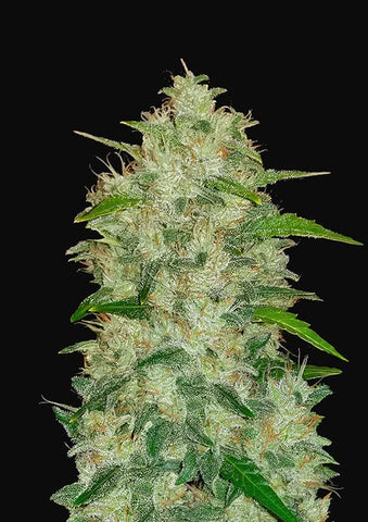 Chemdawg Autoflowering Feminized