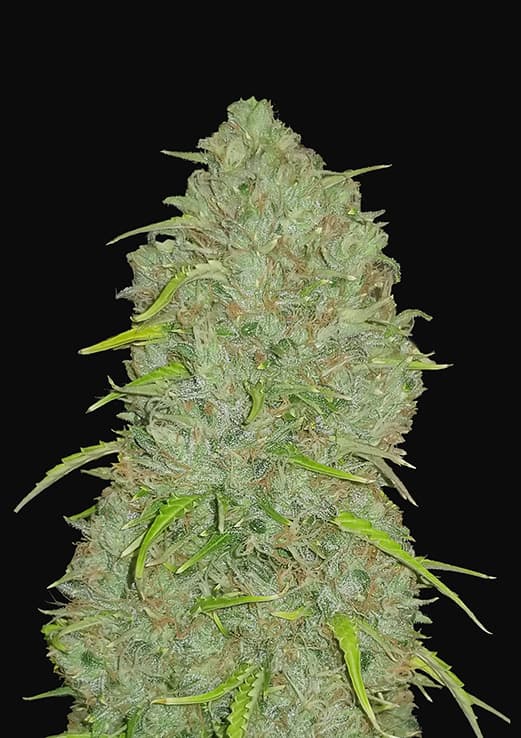 Jack Herer Autoflowering Feminized