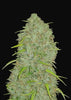 Jack Herer Autoflowering Feminized