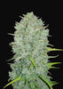 Northern Lights Autoflowering Feminized