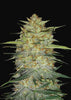 OG Kush Autoflowering Feminized