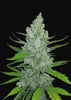 Sour Diesel Autoflowering Feminized