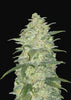 White Widow Autoflowering Feminized