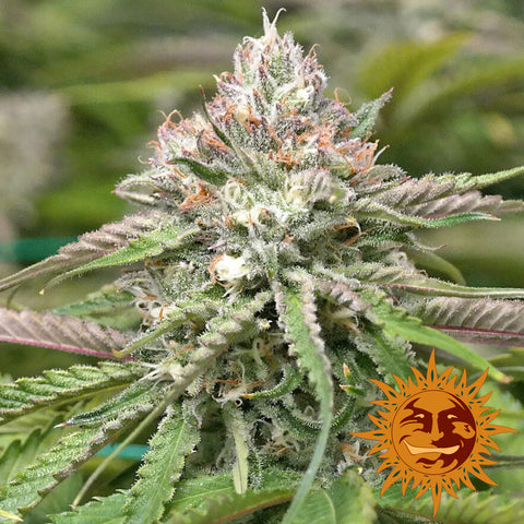 Peyote Critical Feminized