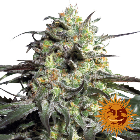 Peyote Cookies Feminized