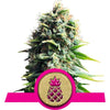 Pineapple Kush Feminized