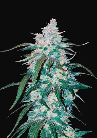 Pineapple Express Autoflowering Feminized