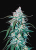 Pineapple Express Autoflowering Feminized