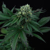 Pink Gasoline Feminized