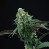 Pink Gasoline Feminized