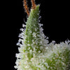 Pink Limez Feminized