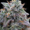 Pink Limez Feminized