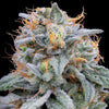 Pink Limez Feminized