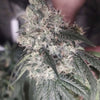 Pink Mintz Feminized