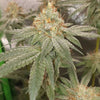 Pink Mintz Feminized