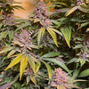 Pink Mintz Feminized