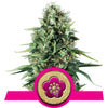 Power Flower Feminized