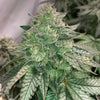 Prozecco Feminized