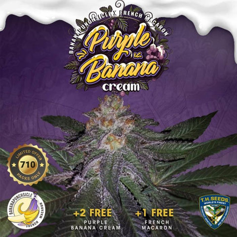 Purple Banana Cream Feminized