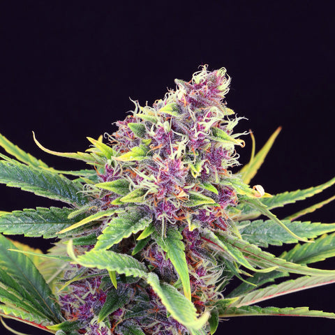 PURPLE KUSH Feminized