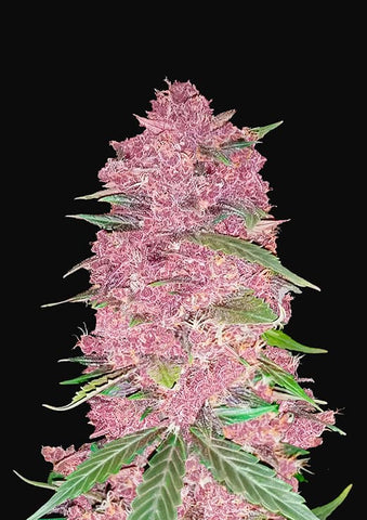 Purple Lemonade Autoflowering Feminized