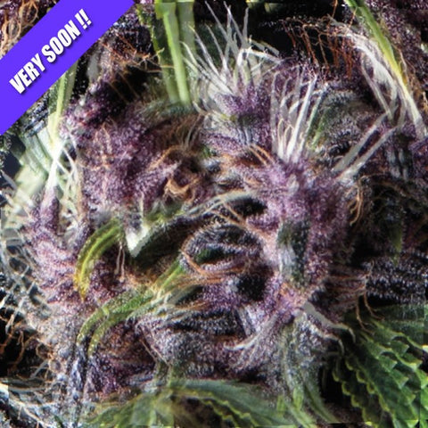 Purple Feminized